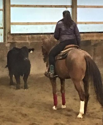 Beefy meets cow