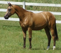 Bucardi1