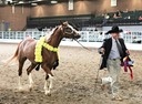 Leon win at halter