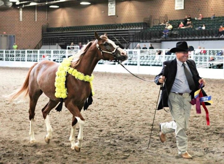 Leon win at halter